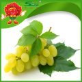 Thompson Sem sementes Uvas doces Uvas verdes frescas